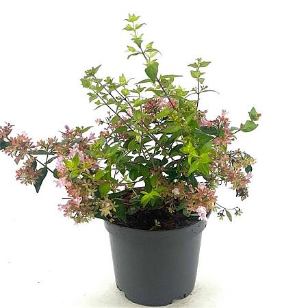 Abelia 'Raspberry Profusion' Pot 2 liter 25-30cm