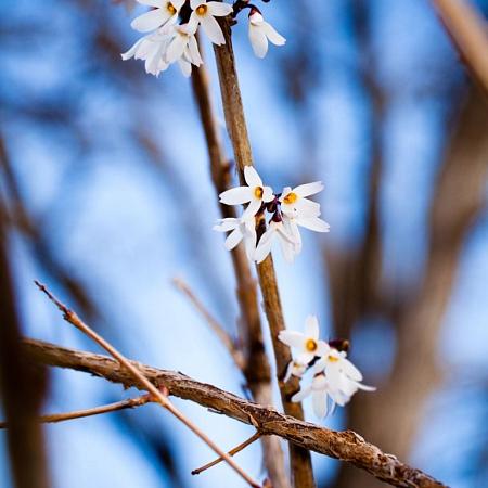 Abeliophyllum distichum Pot 20 Liter 175 - 200 cm