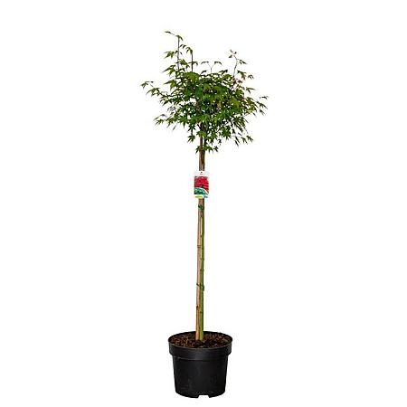 Acer palmatum Pot 10 liter Stam 80 cm