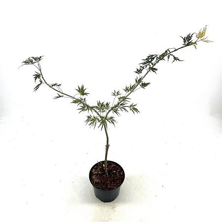 Acer pal. 'Dissectum' Pot 2 Liter30 - 40 cm