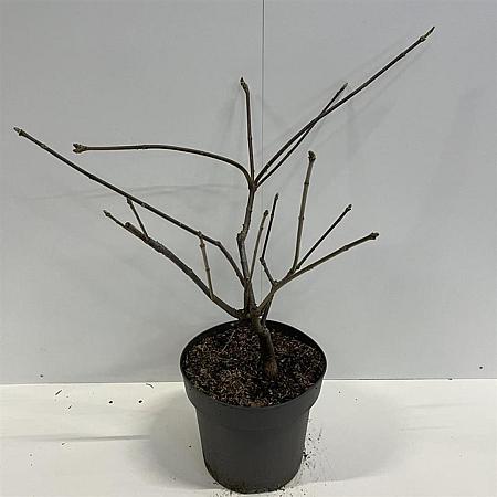 Aesculus parviflora Pot 12 liter 60 - 80 cm