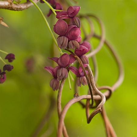 Akebia quinata Pot 20 Liter 125 - 150 cm