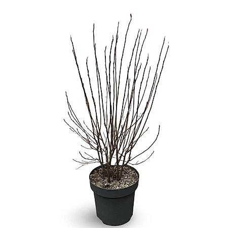 Aronia melanocarpa Pot 12 liter 80 - 100 cm