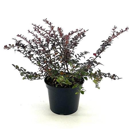 Berberis thunb. 'Dart's Red Lady' Pot 3 liter 25-30cm