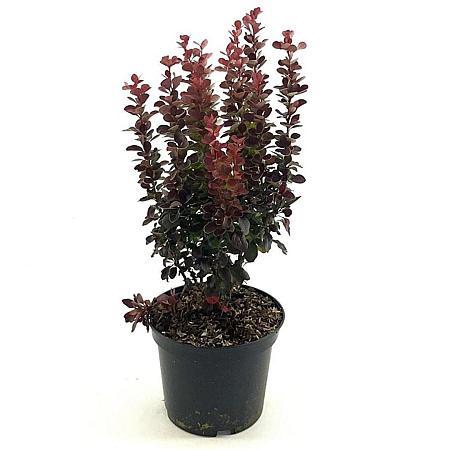 Berberis thunb. 'Red Tower' Pot 3 Liter 30 - 40 cm