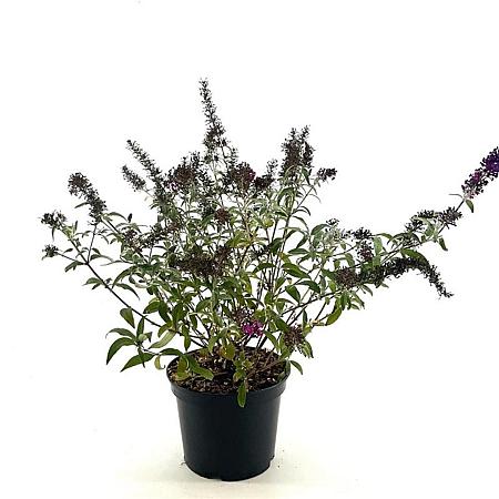 Buddleja Butterfly Red Pot 3 Liter 30 - 40 cm