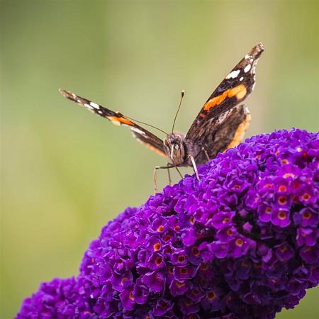 Buddleja d. 'Black Knight' Pot 12 liter 80 - 100 cm