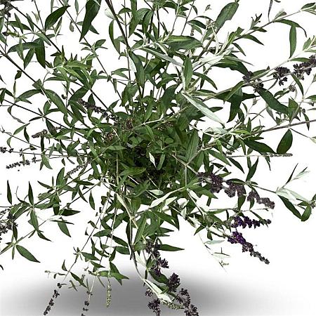 Buddleja d. 'Black Knight' Pot 12 liter 80 - 100 cm