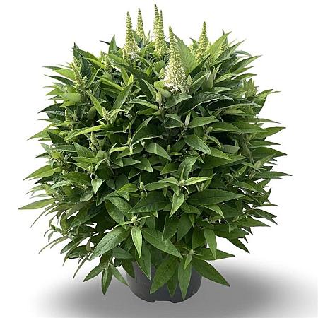 Buddleja d. B. Candy Little White Pot 12 liter 60 - 80 cm