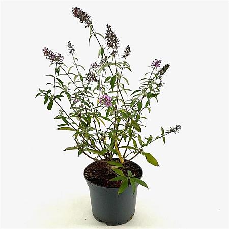 Buddleja d. 'Empire Blue' Pot 3 Liter 40 - 50 cm