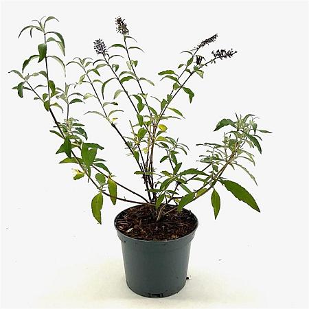 Buddleja d. 'Ile de France' Pot 3 Liter 40 - 50 cm