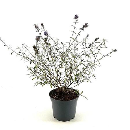 Buddleja d. 'Nanho Blue' Pot 3 Liter 30 - 40 cm