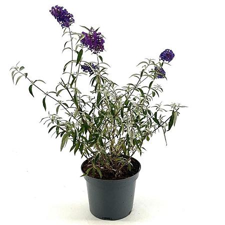 Buddleja d. 'Nanho Purple' Pot 3 Liter 30 - 40 cm