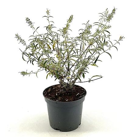 Buddleja d. 'Nanho White' Pot 3 Liter 30 - 40 cm