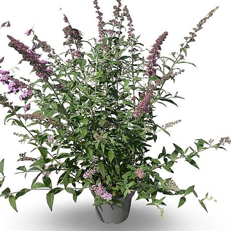 Buddleja d. 'Pink Delight' Pot 12 liter 80 - 100 cm