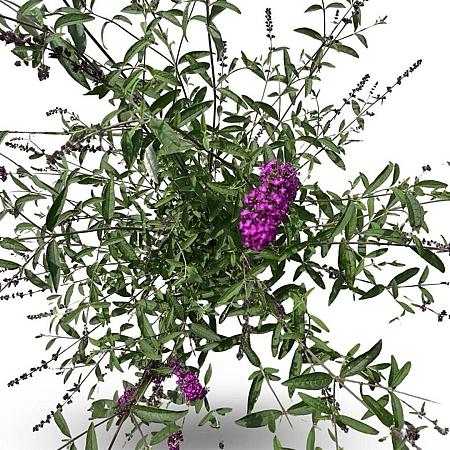 Buddleja d. 'Royal Red' Pot 12 liter 60 - 80 cm