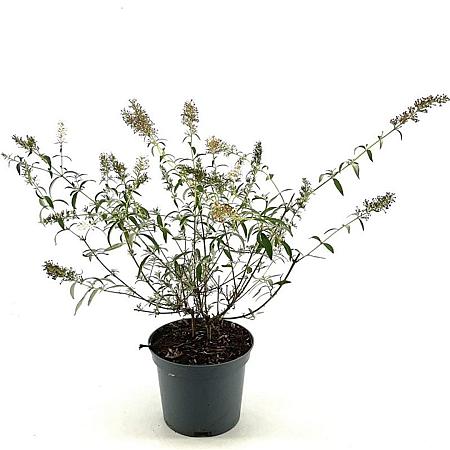 Buddleja d. 'White Bouquet' Pot 3 Liter 40 - 50 cm