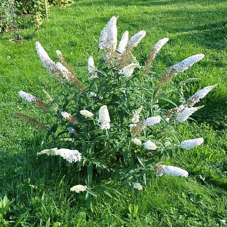Buddleja d. 'White Bouquet' Pot 3 Liter 40 - 50 cm