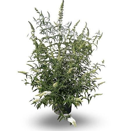 Buddleja d. 'White Profusion' Pot 12 liter 80 - 100 cm