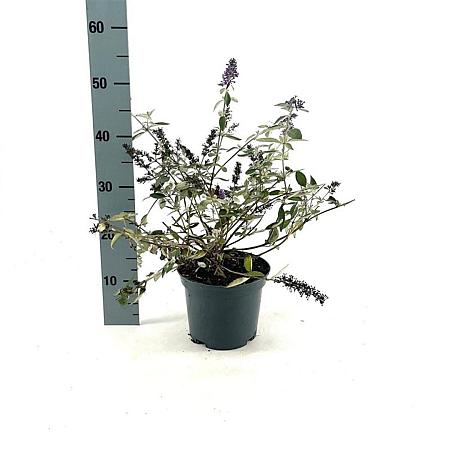 Buddleja Flutterby Lavender Pot 3 Liter 30 - 40 cm