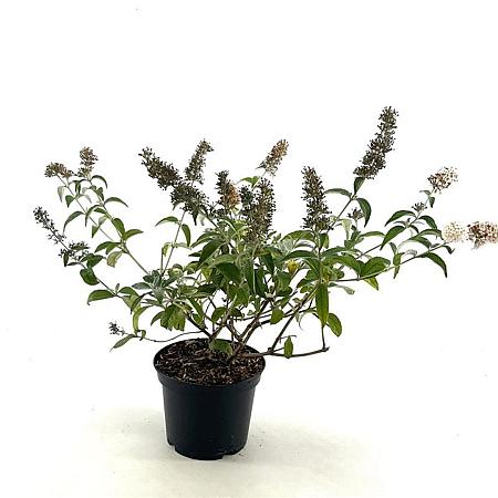 Buddleja Flutterby Pet. Snow White Pot 3 Liter 30 - 40 cm