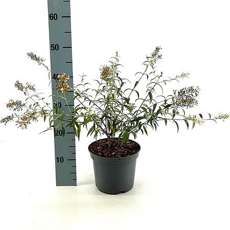 Buddleja Free Petite Snow White Pot 3 Liter 30 - 40 cm