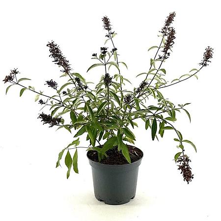 Buddleja Free Petite Tutti Fruitti Pot 3 Liter 30 - 40 cm