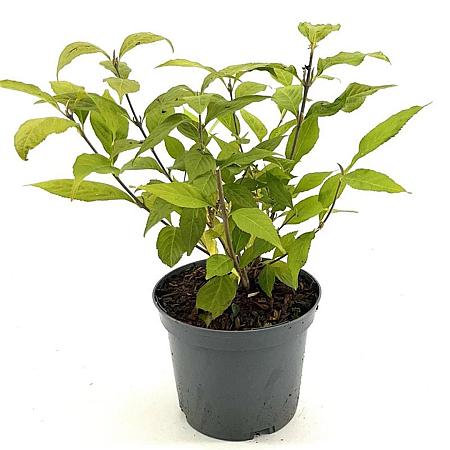 Callicarpa jap. 'Leucocarpa' Pot 3 Liter 30 - 40 cm