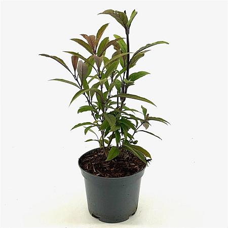 Callicarpa kwangtungensis Pot 3 Liter 30 - 40 cm
