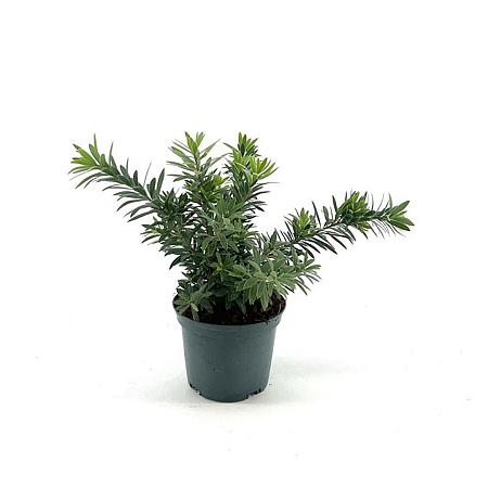 Callistemon viminalis Pot 2 liter 25-30cm