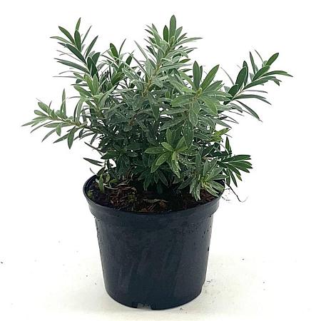Callistemon vimin. 'Little John' Pot 2 liter 25-30cm