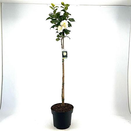 Camellia j. 'Brushfield's Yellow' Pot 10 liter Stam 80 cm