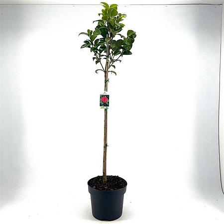 Camellia j. 'Principessa Baciocchi' Pot 10 liter Stam 80 cm