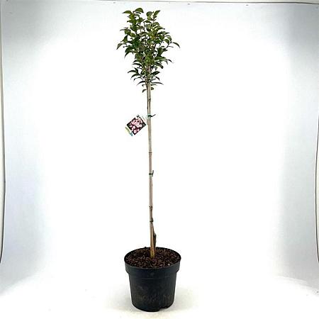 Camellia 'Spring Festival' Pot 10 liter Stam 80 cm