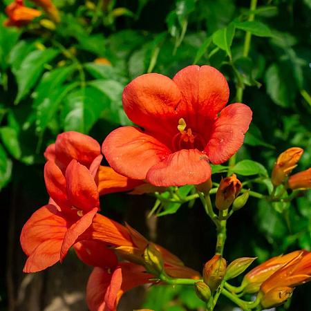 Campsis grandiflora C20 200 - 250 cm