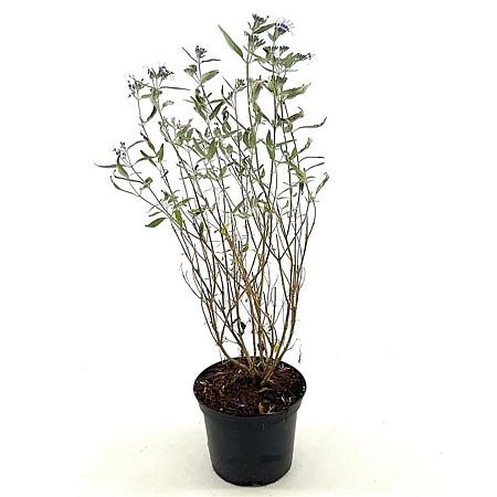 Caryopteris cland. 'Heavenly Blue' Pot 2 liter 30-35cm