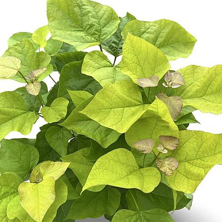 Catalpa bignonioides 'Aurea' Pot 12 liter 80 - 100 cm