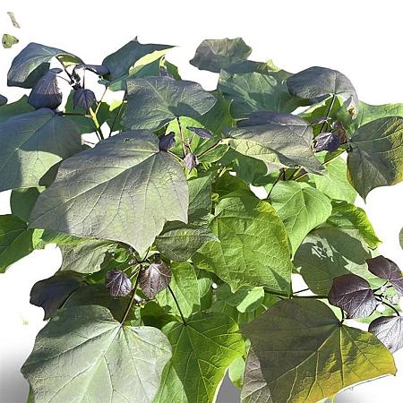 Catalpa erubescens 'Purpurea' Pot 12 liter 80 - 100 cm