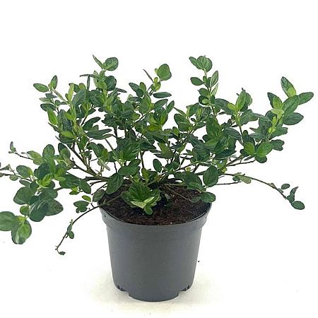 Ceanothus griseus 'Yankee Point' Pot 2 Liter30 - 40 cm