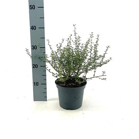 Ceanothus 'Italian Skies' Pot 2 Liter30 - 40 cm