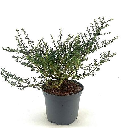 Ceanothus 'Julia Phelps' Pot 2 Liter30 - 40 cm