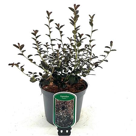Ceanothus 'Tuxedo' Pot 2 Liter30 - 40 cm