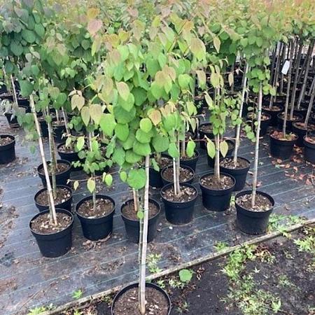 Cercidiphyllum japonicum Pot 10 liter Stam 80 cm