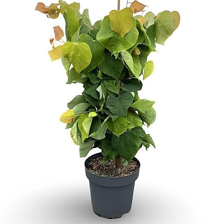 Cercis can. The Rising Sun Pot 12 liter 80 - 100 cm