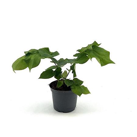 Cercis chinensis 'Avondale' Pot 2 Liter 20 - 30 cm