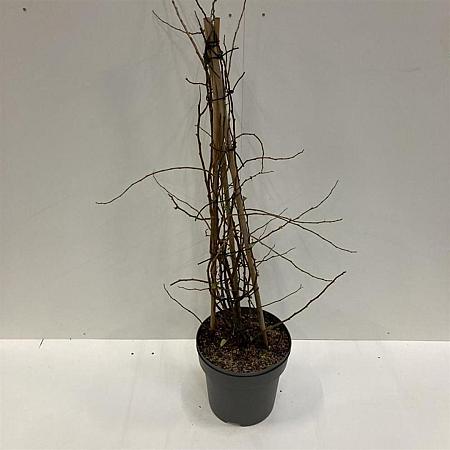 Chaenomeles spec. Mango Storm Pot 12 liter 100 - 125 cm