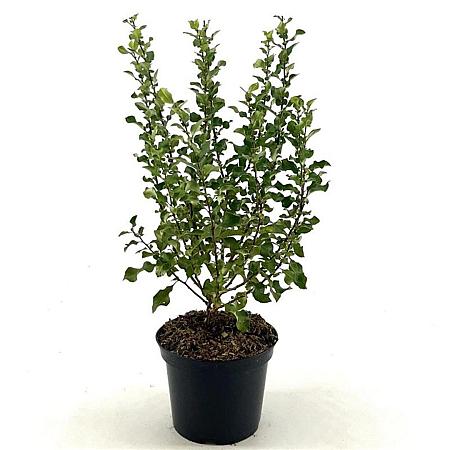 Chaenomeles spec. Red Kimono Pot 3 Liter 30 - 40 cm