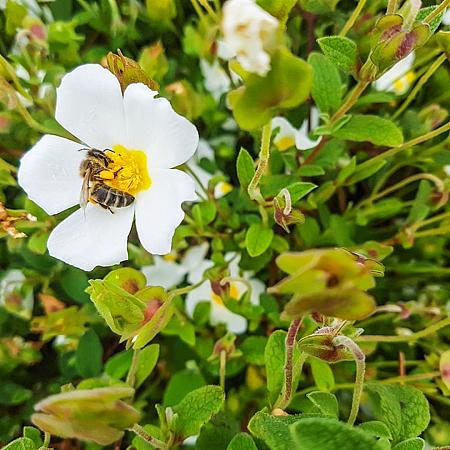 Cistus florentinus Pot 2 liter 25-30cm