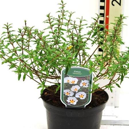 Cistus florentinus Pot 2 liter 25-30cm