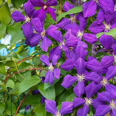Clematis 'Jackmanii' Pot 20 Liter 175 - 200 cm